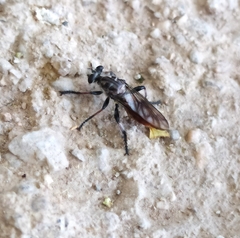 Andrenosomatini