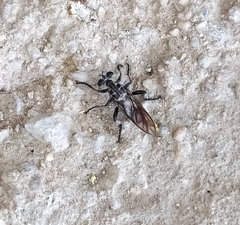 Andrenosomatini