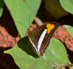 Adelpha epizygis