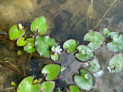 Nymphoides aquatica