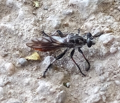 Andrenosomatini
