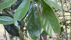 Lithocarpus edulis