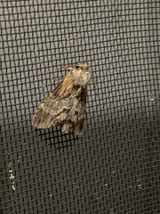 Dasylophia thyatiroides