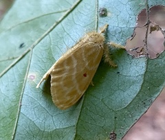 Euproctis bicolor