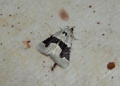 Stemmatophora chloralis