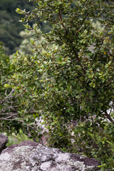 Cryptocarya wyliei