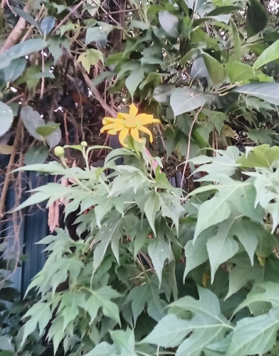 Tithonia diversifolia image