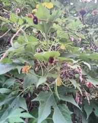 Tithonia diversifolia image