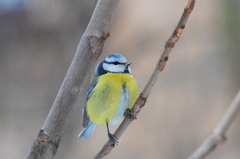 Cyanistes caeruleus