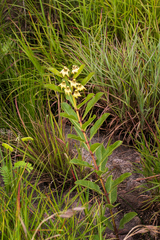 Pachycarpus asperifolius