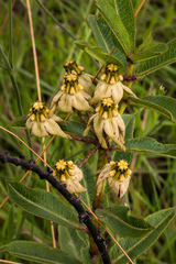 Pachycarpus asperifolius