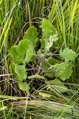 Senecio glanduloso-lanosus