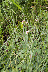 Sphenostylis marginata