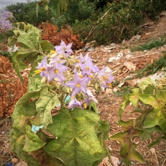Solanum paniculatum