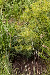 Tephrosia bachmannii