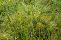 Tephrosia bachmannii