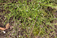 Vangueria madagascariensis