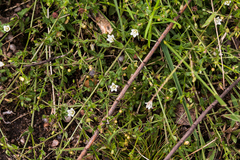 Vangueria madagascariensis