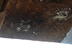 Hipposideros grandis