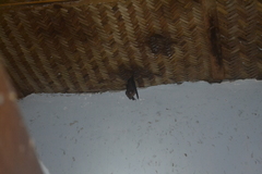 Hipposideros grandis