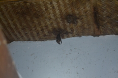 Hipposideros grandis