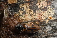 Stropenron hieroglyphica