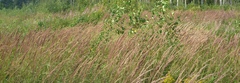 Calamagrostis epigejos