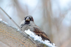 Passer domesticus