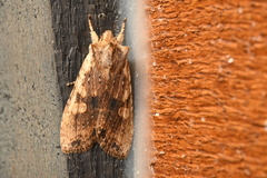 Lithophane hemina