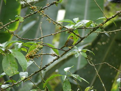 Chlorospingus flavigularis