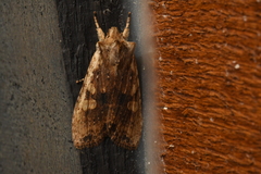 Lithophane hemina