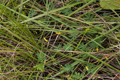 Aeschynomene brevifolia