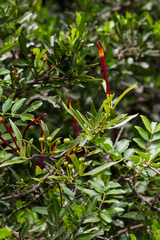 Agelanthus gracilis