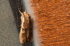 Lithophane hemina