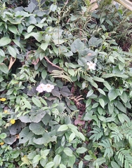 Thunbergia grandiflora image