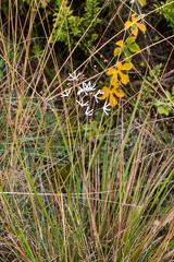 Brachystelma rubellum