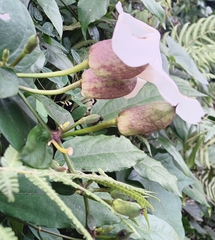 Thunbergia grandiflora image