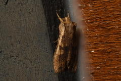 Lithophane hemina