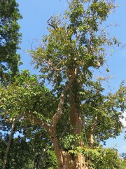 Lagerstroemia floribunda