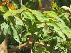 Lagerstroemia floribunda