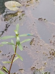 Pseudagrion