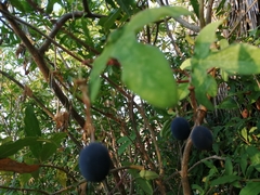 Passiflora viridiflora