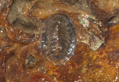 Ischnochiton comptus