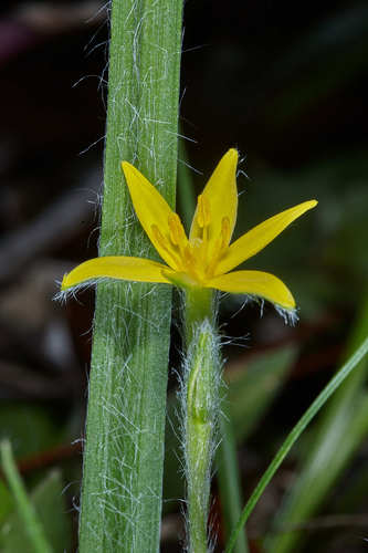 Hypoxis decumbens image
