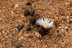 Delosperma subpetiolatum