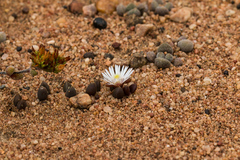 Delosperma subpetiolatum