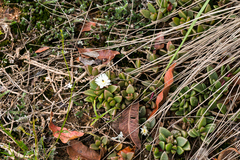 Delosperma tradescantioides