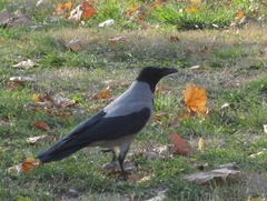 Corvus cornix