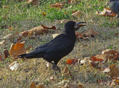 Corvus frugilegus