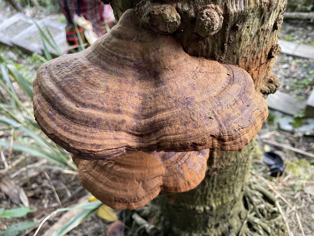 Ganoderma boninense